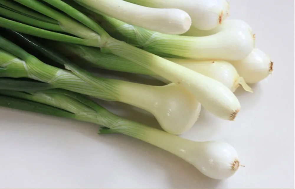 Cebolla de verdeo