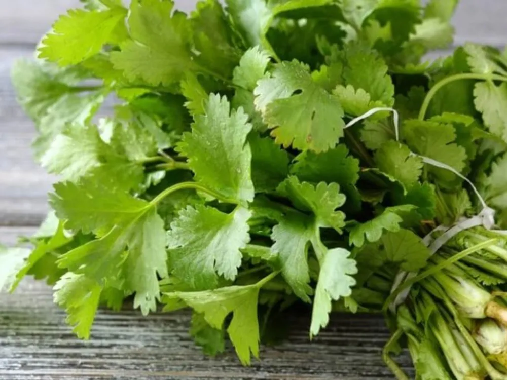 Cilantro